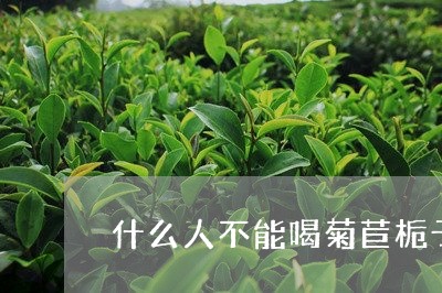 什么人不能喝菊苣栀子茶/2023081090713