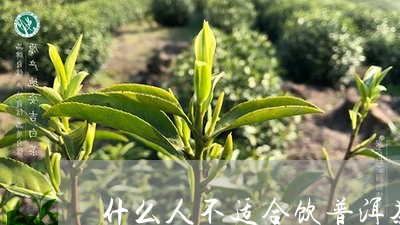 什么人不适合饮普洱茶/2023092681725