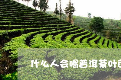 什么人会喝普洱茶叶的茶/2023082812513