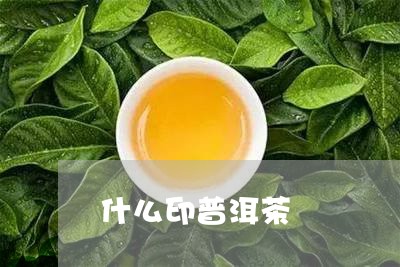 什么印普洱茶/2023042961300