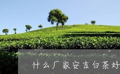 什么厂家安吉白茶好/2023121628261