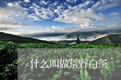 什么叫做荒野白茶/2023061575057