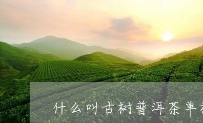 什么叫古树普洱茶单株/2023062185258