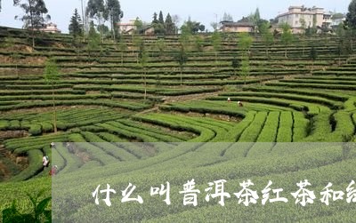 什么叫普洱茶红茶和绿茶/2023082863827