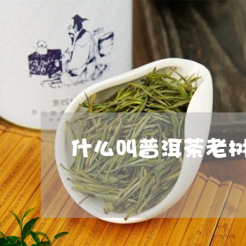 什么叫普洱茶老树茶花图片/2023082851615