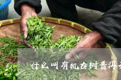 什么叫有机古树普洱茶/2023092989506