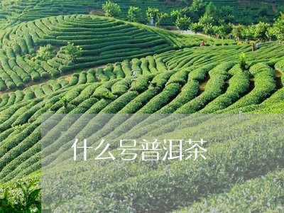 什么号普洱茶/2023042779868