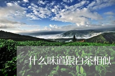 什么味道跟白茶相似/2023071460735