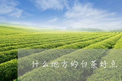 什么地方的白茶好点/2023081293736