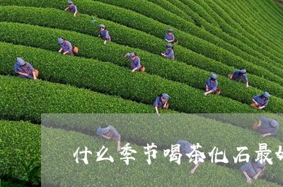 什么季节喝茶化石最好/2023071695838