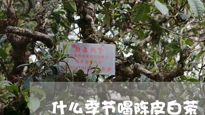 什么季节喝陈皮白茶/2023071459501