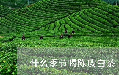 什么季节喝陈皮白茶/2023081264158