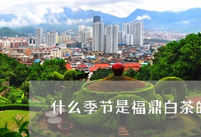 什么季节是福鼎白茶的茶季/2023062951514