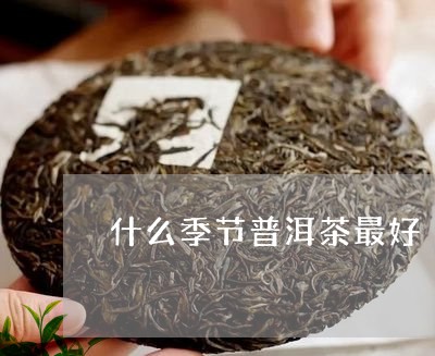 什么季节普洱茶最好/2023091336059