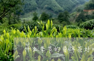 什么季节的普洱茶好喝/2023080147170