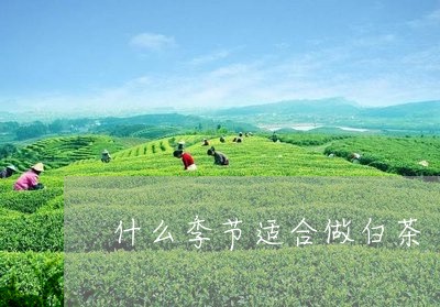 什么季节适合做白茶/2023071467391