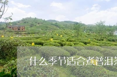 什么季节适合煮普洱茶/2023062735160