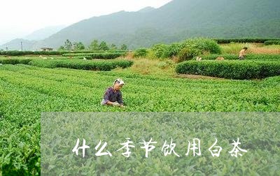 什么季节饮用白茶/2023061552615