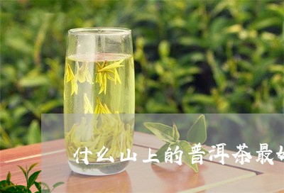 什么山上的普洱茶最好/2023100562682