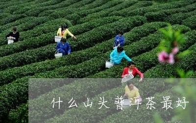 什么山头普洱茶最好/2023070839804