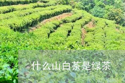 什么山白茶是绿茶/2023061555946