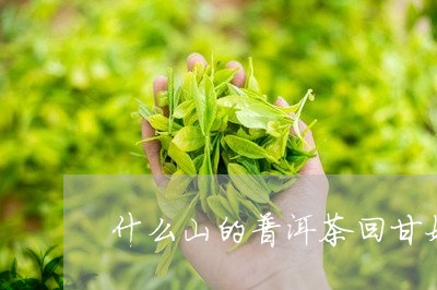 什么山的普洱茶回甘好/2023092874049