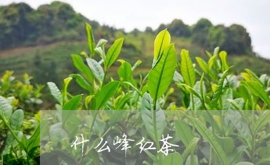 什么峰红茶/2023090230391