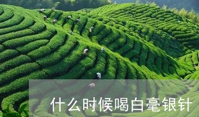 什么时候喝白毫银针/2023120513706