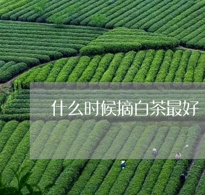 什么时候摘白茶最好/2023071445038