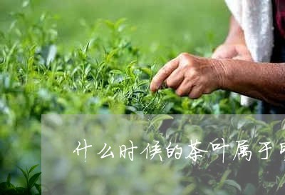 什么时候的茶叶属于明前茶/2023051235038