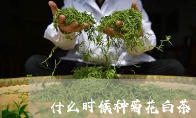 什么时候种菊花白茶/2023121658601