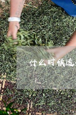 什么时候适合饮白茶/2023081219694