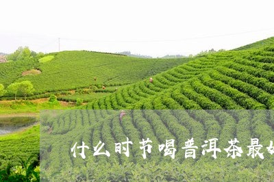 什么时节喝普洱茶最好呢/2023110518472