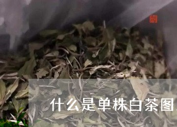 什么是单株白茶图片/2023081206149