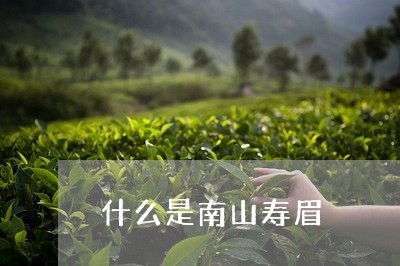 什么是南山寿眉/2023112445059