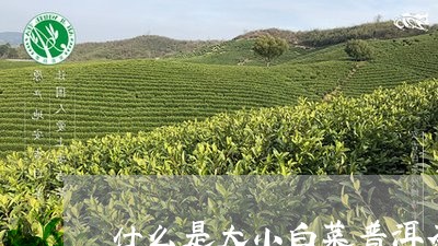 什么是大小白菜普洱茶/2023072205837