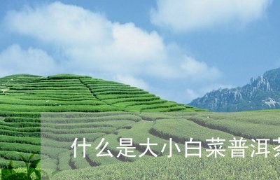 什么是大小白菜普洱茶/2023092773925