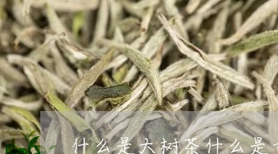 什么是大树茶什么是古树茶/2023051294258