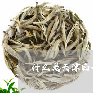 什么是天津白茶品种/2023121739793