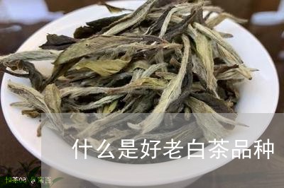 什么是好老白茶品种/2023121785838