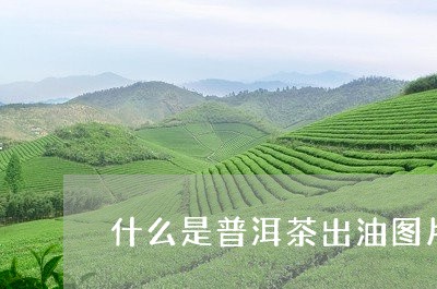 什么是普洱茶出油图片/2023080260595