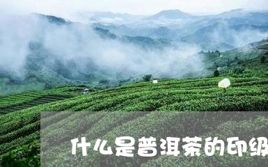 什么是普洱茶的印级茶种/2023110309402