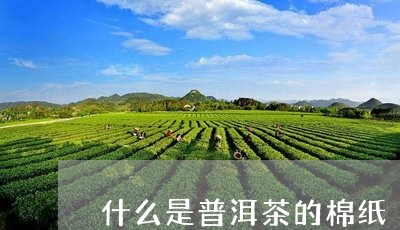 什么是普洱茶的棉纸/2023120561504