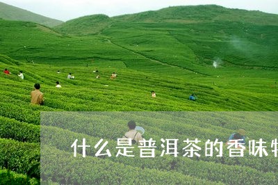 什么是普洱茶的香味特点/2023102493914