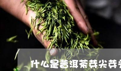 什么是普洱茶芽尖芽头/2023063093838