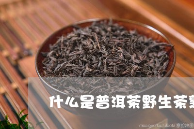 什么是普洱茶野生茶熟茶/2023082882515