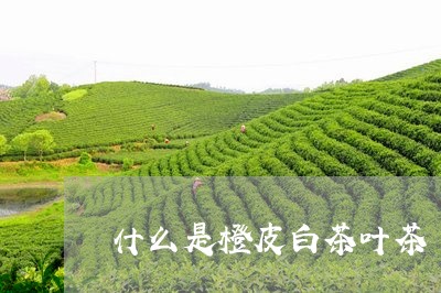 什么是橙皮白茶叶茶/2023071589681