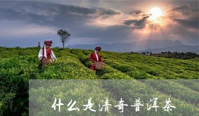 什么是清奇普洱茶/2023112609594