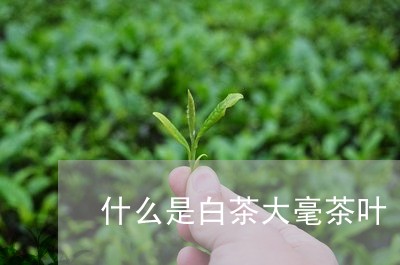 什么是白茶大毫茶叶/2023071543957