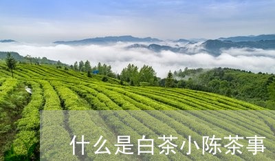 什么是白茶小陈茶事/2023071528251